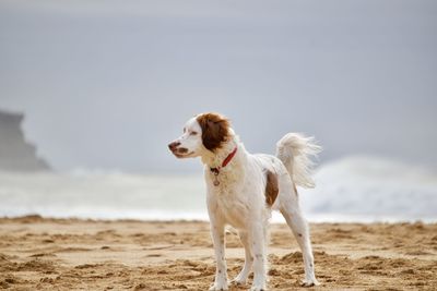 Dog on beach