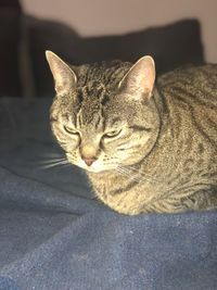 Close-up of a cat resting