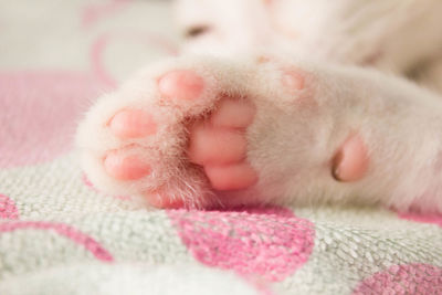 Cropped image of cat paw on rug