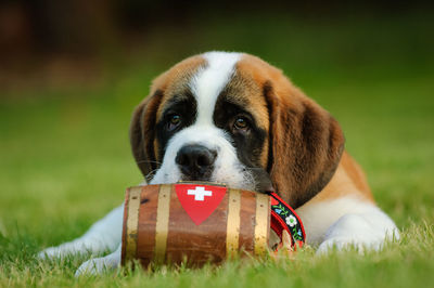 Close-up portrait of dog