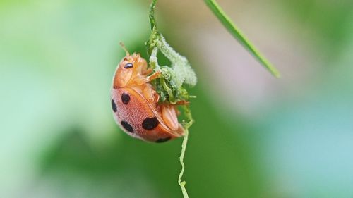 Close-up of insect on leaf