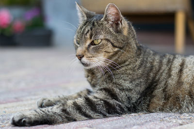 Close-up of cat sitting