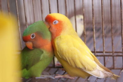 Close-up of parrot perching in cage