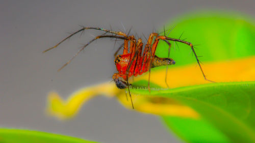 Close-up of spider