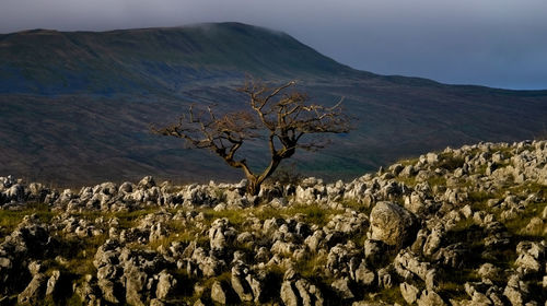 Scenic view of landscape and mountains against sky