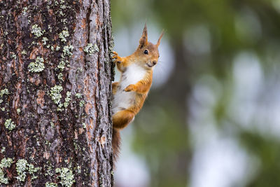 Close-up of squirrel on tree trunk