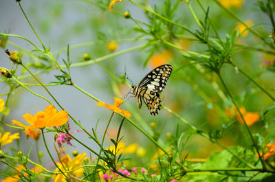 Close-up of butterfly pollinating on flower
