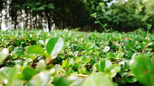 Close-up of green leaves