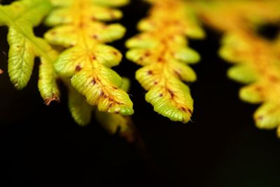 Close-up of yellow flowering plant leaves against black background