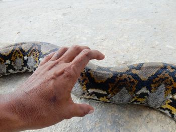 Male hand towards snake