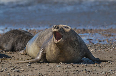 Close-up of seal