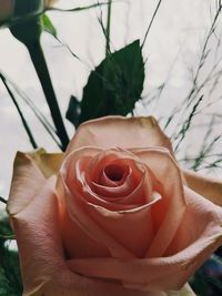 Close-up of hand holding rose bouquet