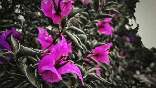 Close-up of pink flowers