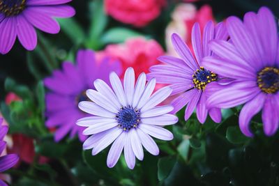 Close-up of bee on purple flower
