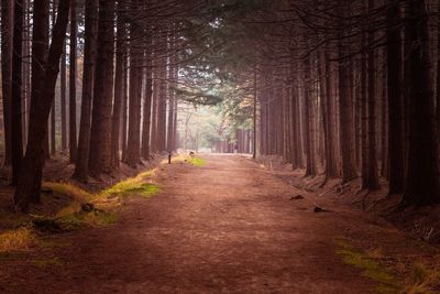 Dirt road amidst trees in forest