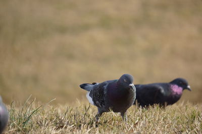 Close-up of bird perching on ground