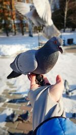 Close-up of a bird perching on hand