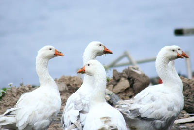 Rear view of birds in water