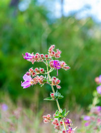 Close-up of pink flowering plants on field