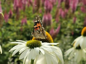 Close-up of butterfly pollinating on flower