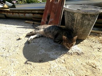 High angle view of a cat resting