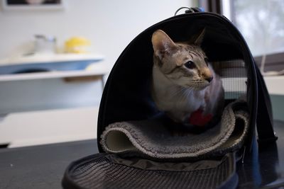 Close-up of cat in pet carrier 