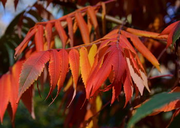 Close-up of red leaves