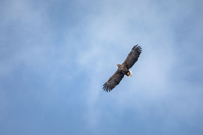 Low angle view of eagle flying in sky