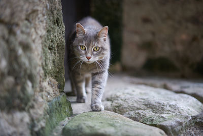 Close-up portrait of tabby cat