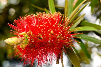 Close-up of red flowers