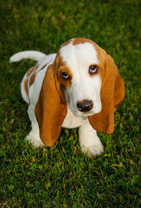 Portrait of basset hound sitting on grass