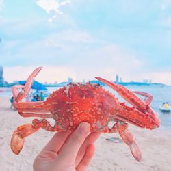 Close-up of hand holding crab on beach