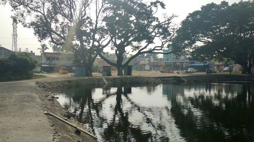 Reflection of trees in water