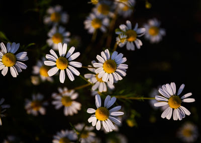 Close-up of white daisy flowers