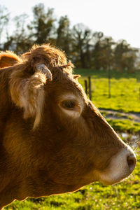 Close-up of a horse