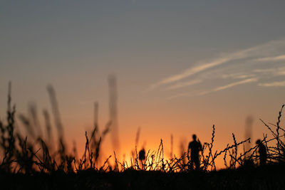 Low angle view of silhouette plants on field against sky during sunset