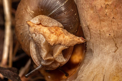 macro photography