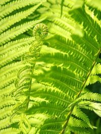 Nephrolepis exaltata. the sword fern - a species of fern in the family lomariopsidaceae. curly fern