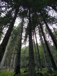 Low angle view of trees in forest