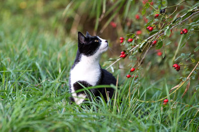 Portrait of cat on field