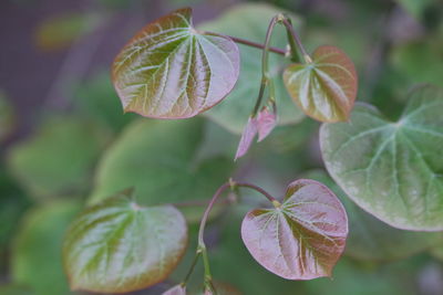 Close-up of leaves growing on plant