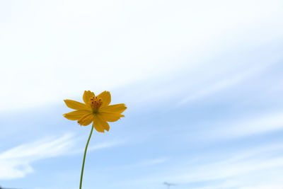 Low angle view of yellow flowering plant against sky