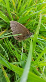 Butterfly on grass