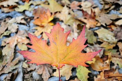 Close-up of maple leaves