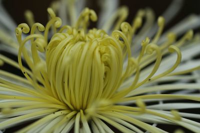 Close-up of yellow flowering plant