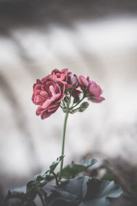 Close-up of pink flowers blooming outdoors
