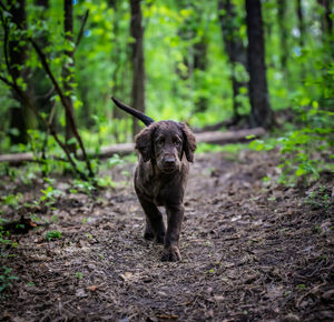 Portrait of dog on dirt road