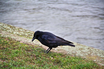 Close-up of bird perching on grass