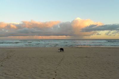 Dog on beach