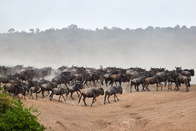 Wildebeest crossing the mara river during the annual great migration.